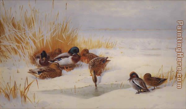 Mallard and Teal painting - Archibald Thorburn Mallard and Teal art painting